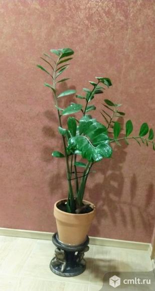 Замиокулькас – вечнозеленое  растение.. Фото 1.