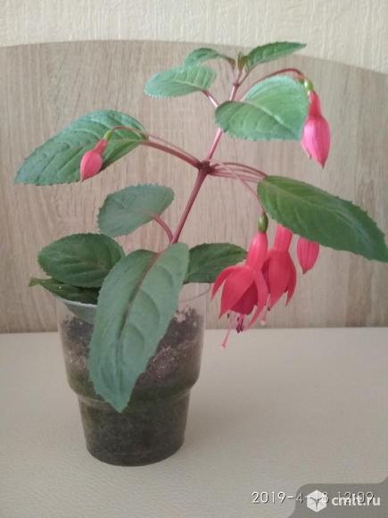 Клеродендрум Томпсона. Фото 1.