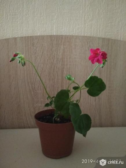 Клеродендрум Томпсона. Фото 5.