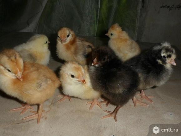 Цыплята суточные продаются. Фото 1.