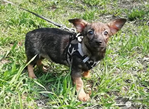 Помесь таксы и чихуахуа. Метис таксы и чихуахуа. Помесь чихуахуа и таксы. Помесь таксы и чихуахуа. Помесь чихуахуа и таксы.