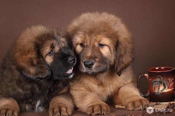 Продам щенков тибетского мастифа. Фото 1.
