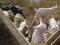 Продаю Племенных козлов Зааненский нубиец, козлят молочных пород. Или поменяю на ульи или на жеребят. Фото 3.
