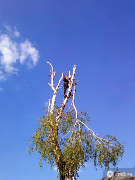 Спиливание деревьев любой сложности, расчистка участков. Фото 1.