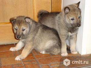 Продам щенков западной сибирской лайки. Фото 1.