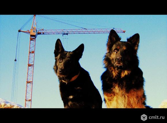 Охранник-кинолог. Фото 1.