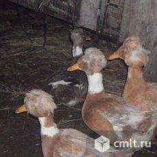 Утка Русская Хохлатая-яйцо.. Фото 1.