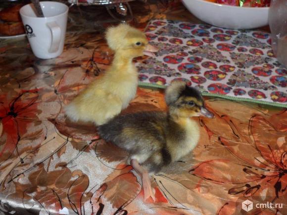 Утка Русская Хохлатая-яйцо.. Фото 2.