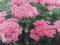 Очиток садовый (бело-розовые цветы). Фото 4.