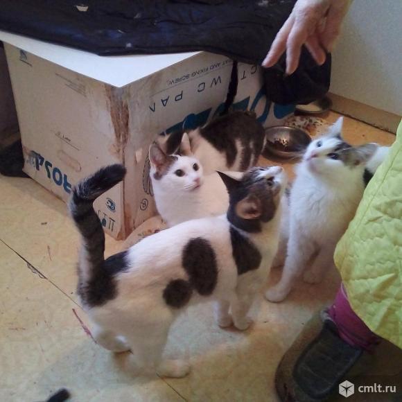 Две кошечки и кот ищут дом. Фото 1.
