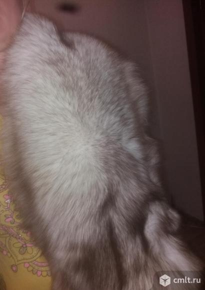 Шкура песца. Фото 1.