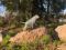 Щенки Американского   Питбультерьера редкого окраса. Фото 1.