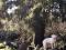 Щенки Американского   Питбультерьера редкого окраса. Фото 4.