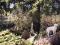 Щенки Американского   Питбультерьера редкого окраса. Фото 6.