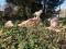 Щенки Американского   Питбультерьера редкого окраса. Фото 7.
