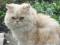 Шикарный короткошерстный котик. Фото 5.
