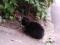 Черный  короткошерстный  котенок. Фото 3.