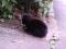 Черный  короткошерстный  котенок. Фото 4.
