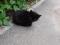Черный  короткошерстный  котенок. Фото 1.