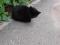 Черный  короткошерстный  котенок. Фото 5.