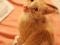Мега ласковый котик Лео. Фото 2.