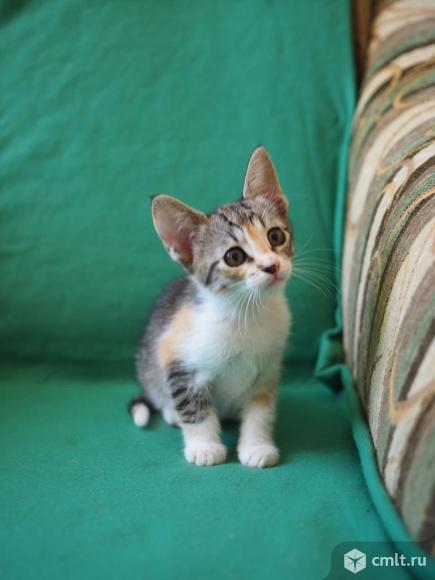 Трехцветный котенок - метис ориентальной кошки в дар.. Фото 1.