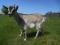 Коза-Стрекоза,альпийско-зааненка.. Фото 2.