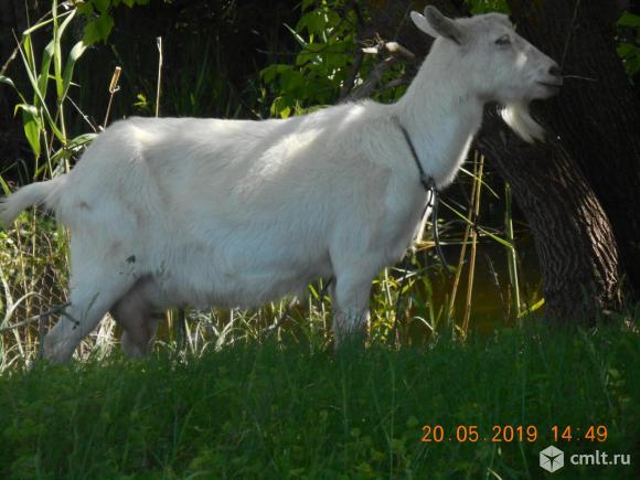 Коза-Стрекоза,альпийско-зааненка.. Фото 3.