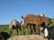 Нубийские козлята и дойные козы. Фото 19.