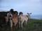Нубийские козлята и дойные козы. Фото 13.