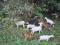Нубийские козлята и дойные козы. Фото 8.