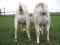 Нубийские козлята и дойные козы. Фото 14.