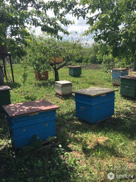 Новый ризадей продам пасеку. Продадут 5 пчелосемей. Пчелы на авито ульяновская область. Продается пасека. Пчела на запчасти авито.