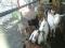 Молочные дойные козы, козочеи, козлики. Доставка по городу и области.. Фото 12.