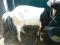 Молочные дойные козы, козочеи, козлики. Доставка по городу и области.. Фото 4.