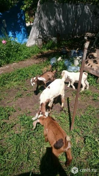 Нубийские козочки. Фото 9.