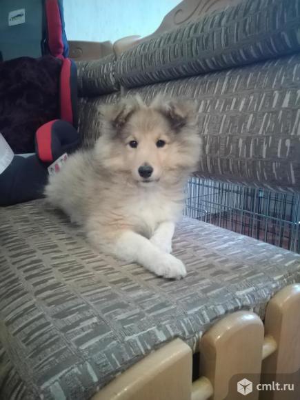 Щенки шелти(маленькая колли). Фото 1.