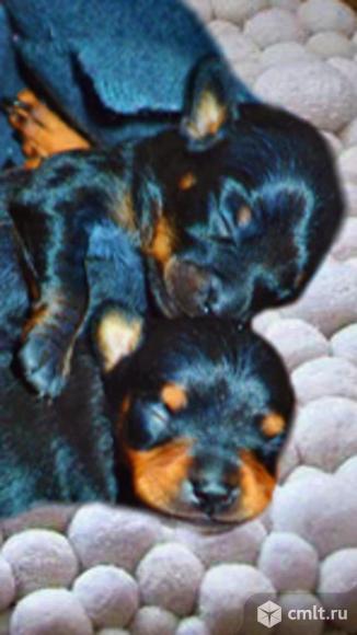 Два роскошных щенка, гладкошерстного Той Терьера. Фото 1.