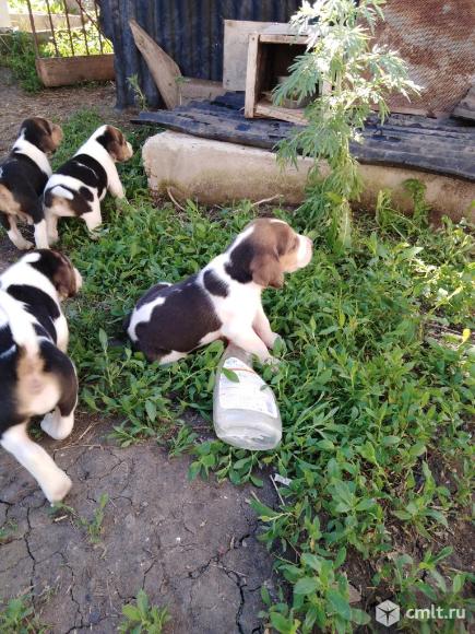 Продам щенков русской гончей. Фото 1.