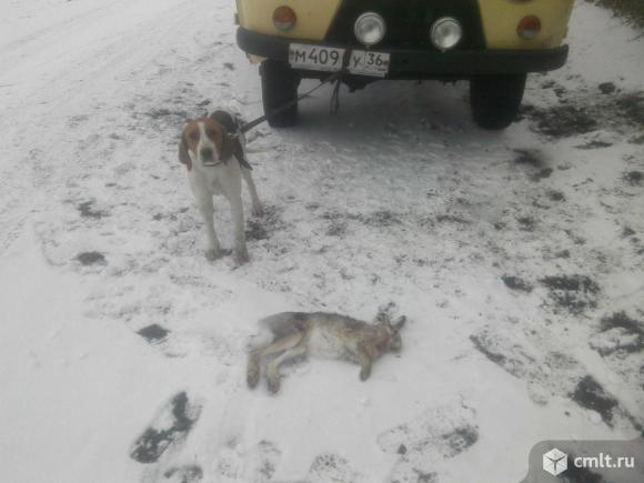 Продам щенков русской гончей. Фото 6.