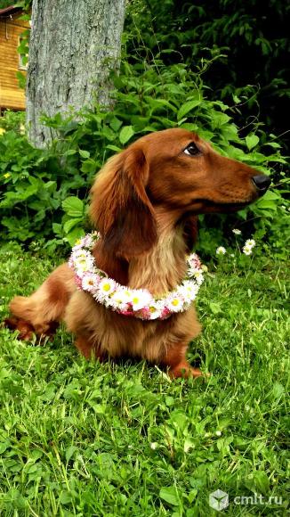 Такса купить щенка таксы. Фото 1.