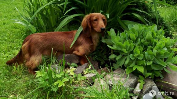 Такса купить щенка таксы. Фото 5.