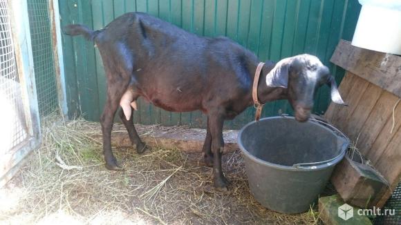 Нубийские козочки. Фото 1.