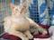 Мега ласковый котик Лео. Фото 4.