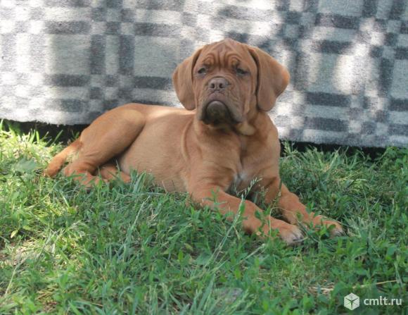 Бордоский дог. Фото 1.