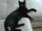 Черный  котенок в добрые руки. Фото 5.
