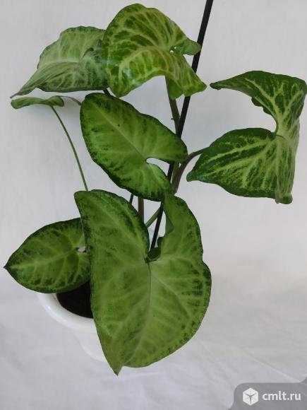 Сингониум ножколистный , пестролистный. Фото 1.