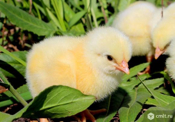 Индюшата, Бройлер, Утят, Гусята. Фото 1.