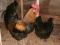 Индюшата, Бройлер, Утят, Гусята. Фото 5.