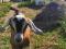 Англо-нубийский козлик. Фото 4.